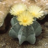 Astrophytum myriostigma ©JLcoll.487.jpg
